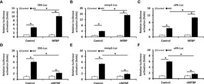 MTBP enhances the activation of transcription factor ETS-1 and promotes the proliferation of hepatocellular carcinoma cells